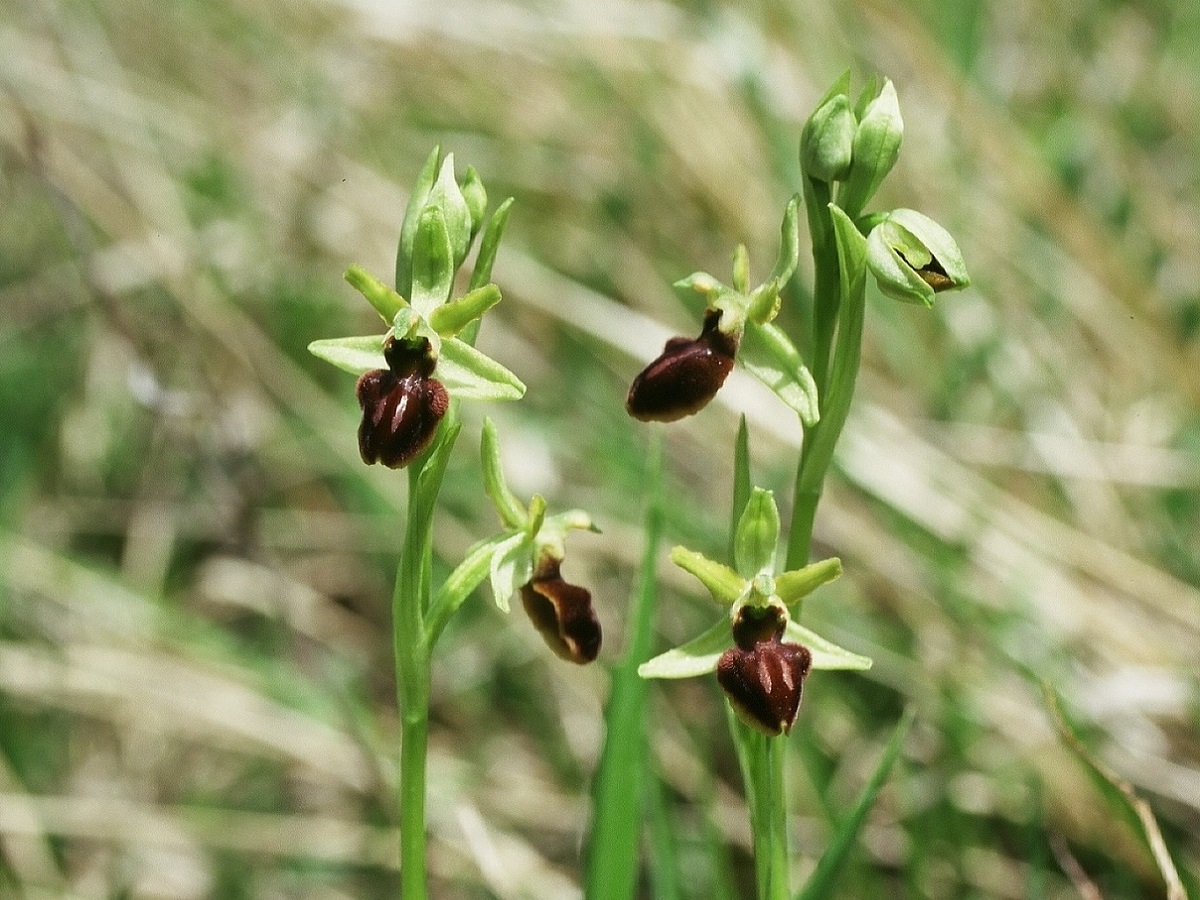 Ophrys aranifera subsp. aranifera (Orchidaceae)